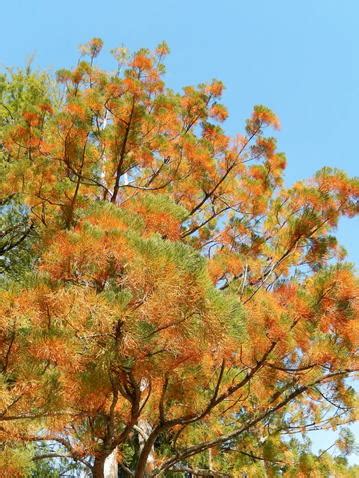 瀦水松|GKZ植物事典・スイショウ（水松）